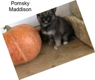 Pomsky Maddison