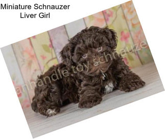 Miniature Schnauzer Liver Girl