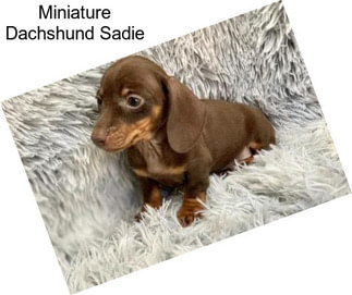 Miniature Dachshund Sadie