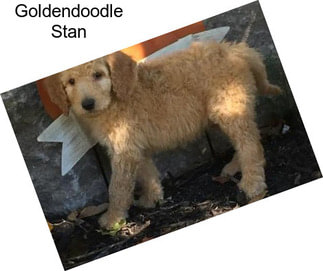 Goldendoodle Stan