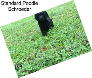 Standard Poodle Schroeder