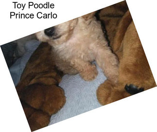 Toy Poodle Prince Carlo