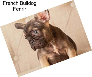 French Bulldog Fenrir