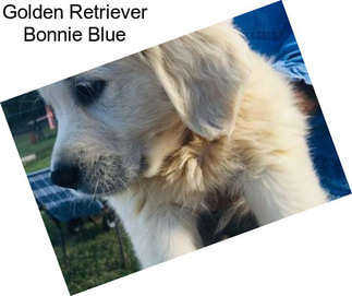 Golden Retriever Bonnie Blue