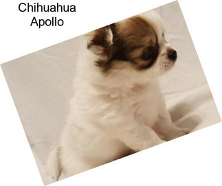 Chihuahua Apollo
