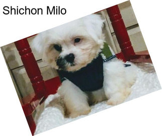 Shichon Milo