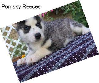 Pomsky Reeces