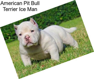 American Pit Bull Terrier Ice Man