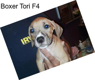 Boxer Tori F4