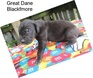Great Dane Blackfmore