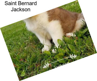 Saint Bernard Jackson