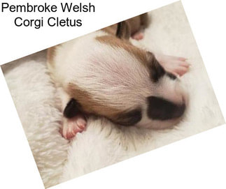 Pembroke Welsh Corgi Cletus