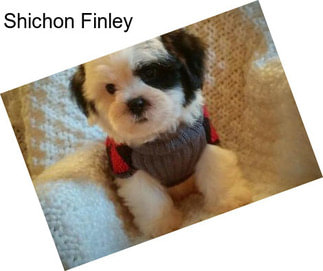 Shichon Finley