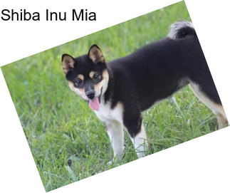 Shiba Inu Mia