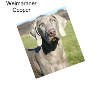 Weimaraner Cooper