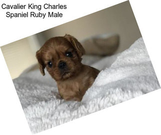 Cavalier King Charles Spaniel Ruby Male