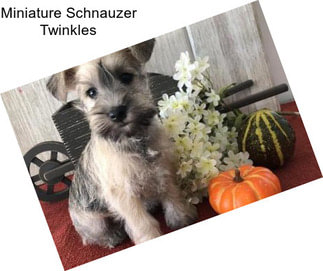 Miniature Schnauzer Twinkles