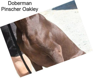 Doberman Pinscher Oakley