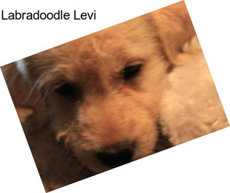 Labradoodle Levi