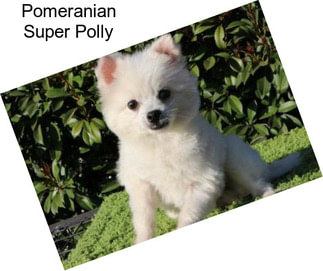 Pomeranian Super Polly