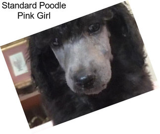 Standard Poodle Pink Girl