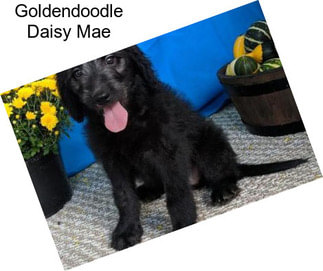 Goldendoodle Daisy Mae