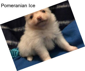 Pomeranian Ice