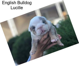 English Bulldog Lucille