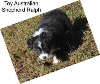 Toy Australian Shepherd Ralph