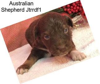 Australian Shepherd Jtrrdf1