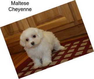 Maltese Cheyenne