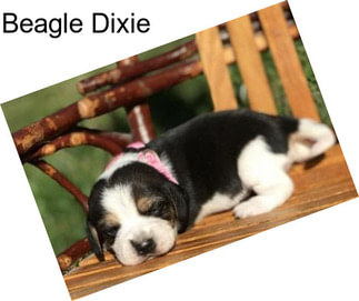 Beagle Dixie