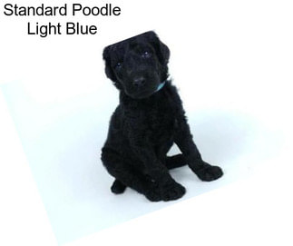 Standard Poodle Light Blue