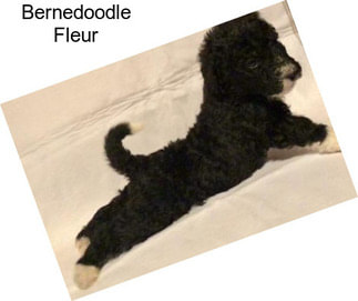 Bernedoodle Fleur