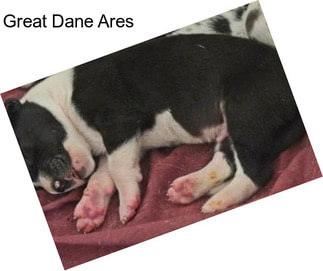 Great Dane Ares