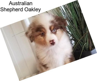Australian Shepherd Oakley