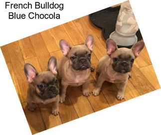 French Bulldog Blue Chocola