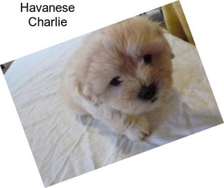 Havanese Charlie