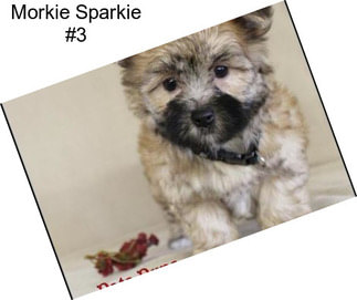 Morkie Sparkie #3