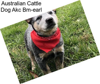 Australian Cattle Dog Akc Bm-earl