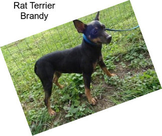Rat Terrier Brandy
