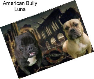 American Bully Luna