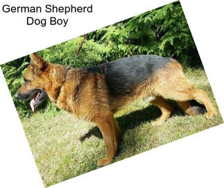 German Shepherd Dog Boy