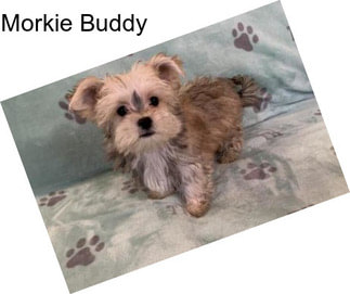 Morkie Buddy