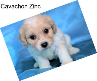 Cavachon Zinc