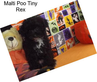 Malti Poo Tiny Rex