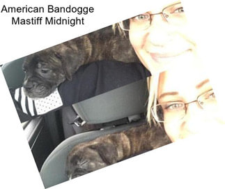 American Bandogge Mastiff Midnight
