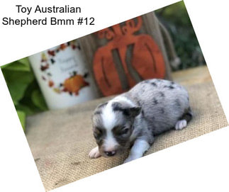 Toy Australian Shepherd Bmm #12