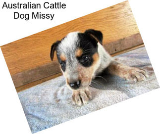 Australian Cattle Dog Missy