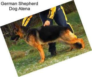 German Shepherd Dog Atena
